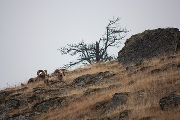 Bachelor Herd