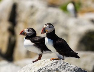 Atlantic Puffin on Macias Seal Island
