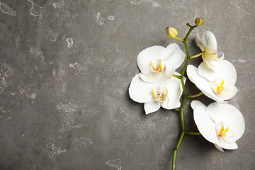 Branch with beautiful tropical orchid flowers on grey background, top view. Space for text