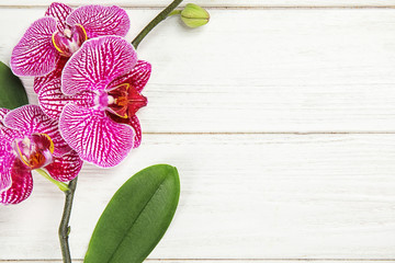 Fototapeta na wymiar Branch with beautiful tropical orchid flowers on white wooden background, top view. Space for text