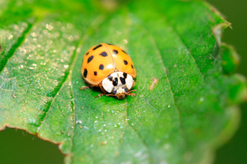 Non-blue ladybug