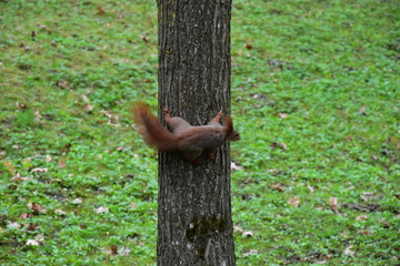 wiewiórka pospolita, Sciurus vulgaris