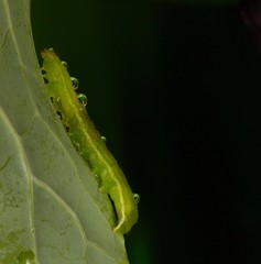 Bruco verde: Chrysodeixis chalcites, Alsophila aescularia, su foglia di cavolo.