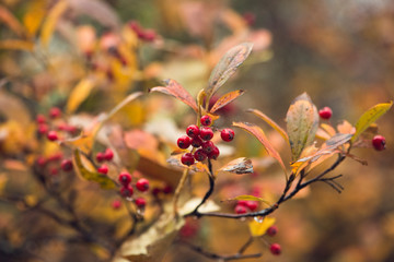 branch with red berries and golden autumn foliage