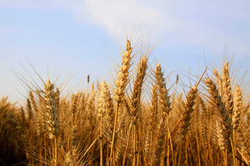mature grain