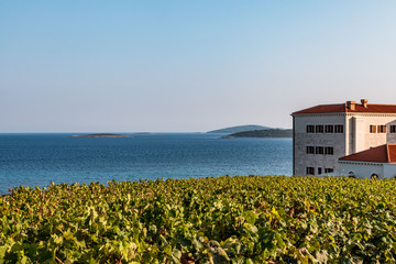 Weingut in Kroatien auf Peljesac