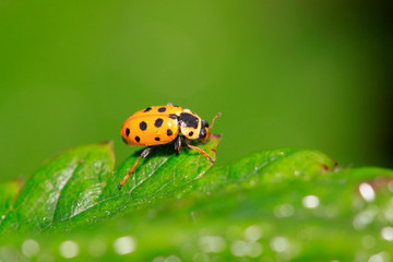 Ladybug