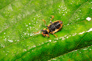 Ladybug