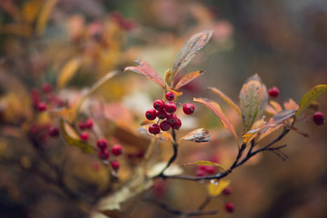 branch with red berries and golden autumn foliage