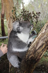 Animal sauvage en liberté en Australie