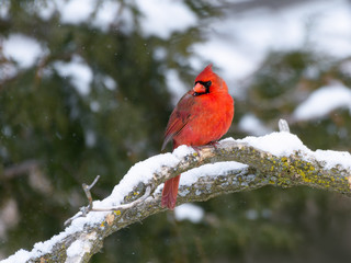 Northern Cardinal Male Perched in Tree on Snowy Day in Winter