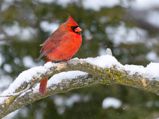 Northern Cardinal Male Perched in Tree on Snowy Day in Winter