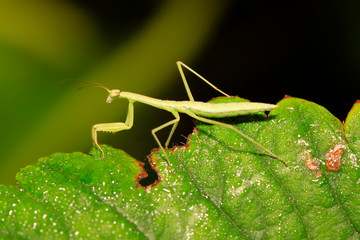 mantis perched on the leaves