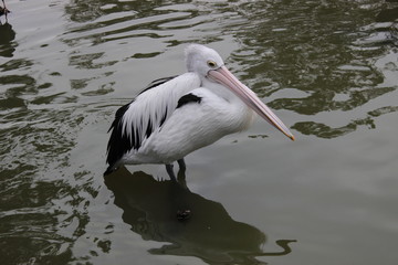 Animal sauvage en liberté en Australie