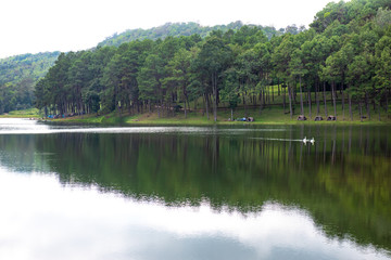 Two white swans are swimming in the park.