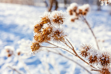 Frosty burdock grass in snowy forest, cold weather in sunny morning. Tranquil winter nature in sunlight. Inspirational natural winter garden, park. Peaceful cool ecology landscape background