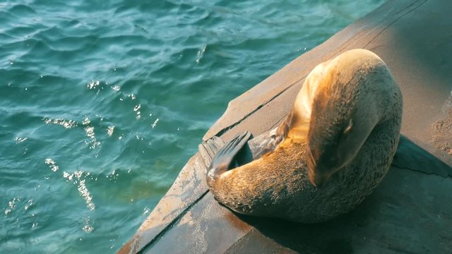 Sea lion cleans hisself and relaxing on a rock.