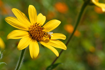 flores de guerrero mexico