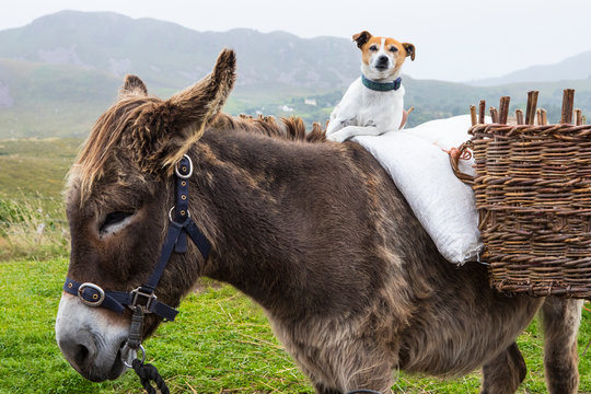 Dog Sitting on a Pony in Ireland