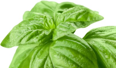 Fresh basil