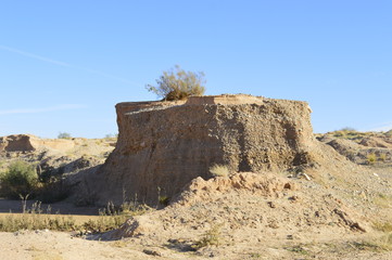 A plant on top of a hill