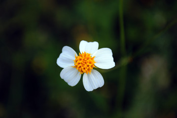 flores de guerrero mexico