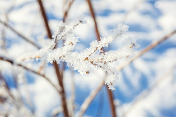 Frosty tree branch in snowy forest, cold weather in sunny morning. Tranquil winter nature in sunlight. Inspirational natural winter garden or park. Peaceful cool ecology nature landscape background