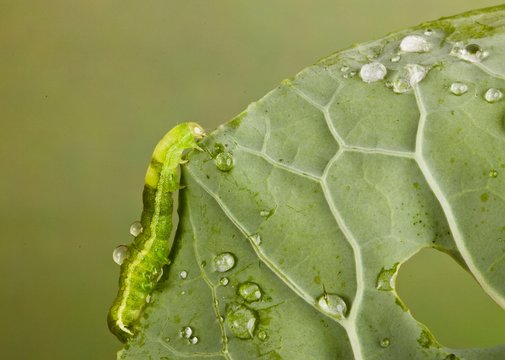 Bruco verde: Chrysodeixis chalcites, Alsophila aescularia, su foglia di cavolo.