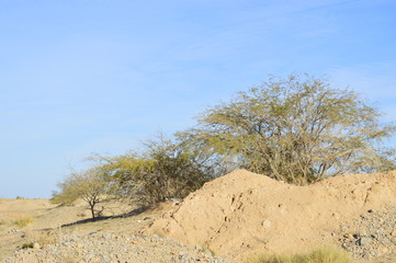 Tree in the desert