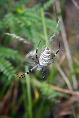 Yellow-black spider in her spiderweb (Argiope bruennichi)