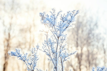 Frosty grass in snowy forest, cold weather in sunny morning. Tranquil winter nature in sunlight. Inspirational natural winter garden, park. Peaceful cool ecology landscape background