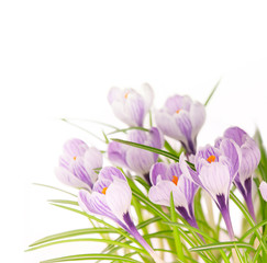 crocuses on white background