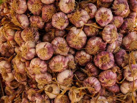 Ail de Provence