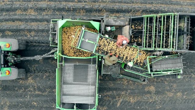 People sorting potatoes on a tractor conveyor. Agriculture machinery, aerial view.