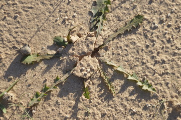 The plant resists the middle of the sand