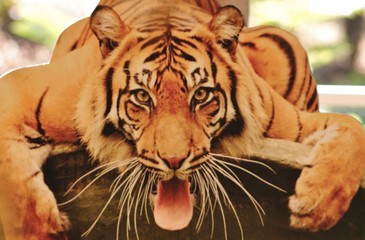 Animal sauvage en liberté en Australie