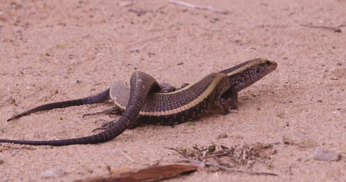 Close up, two Madagascar girdled lizards in dry landscape