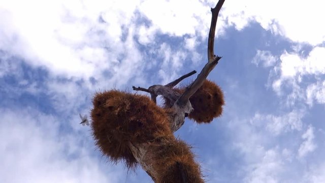 Crazy big nest of birds in death acacia tree Namibia. Africa wildlife.