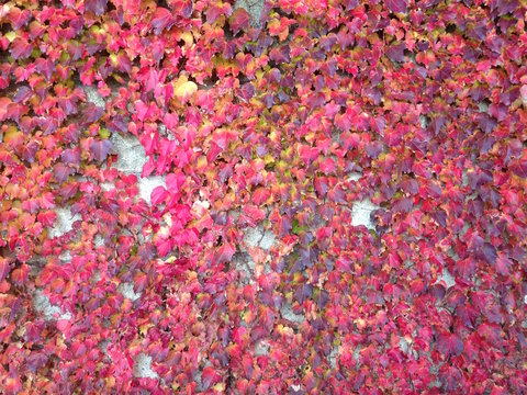 秋の紅葉