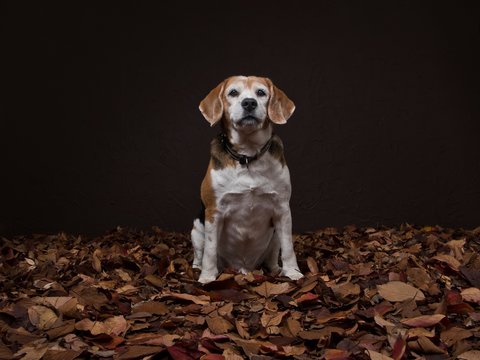Dog sitting on fallen leaves