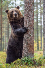 Obraz premium Brown bear standing on his hind legs in the autumn forest among white flowers. Front view. Natural Habitat. Brown bear, scientific name: Ursus arctos. Summer season.