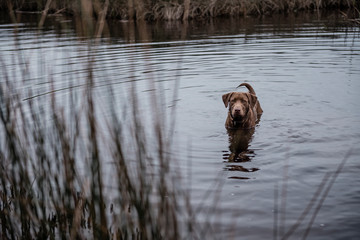 Chocolate Labrador Retriever in a Creek