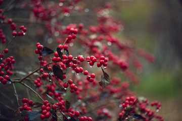 A bush full of red berries in a cold winter rain