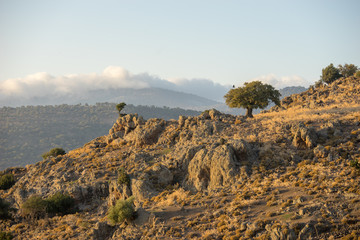 Felsen mit Baum