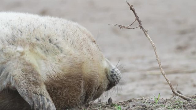 Grey Seal Pup Playing With A Dead Weed. On the Beach Dunes at Donna Nook, Lincolnshire.