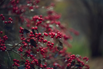 A bush full of red berries in a cold winter rain