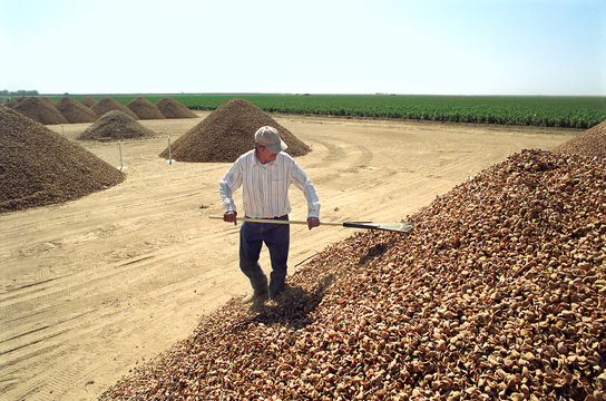 Almond Farmers