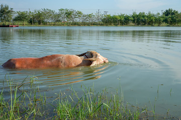 White buffalo plays in the lake. Buffalo swimming in the natural pool.