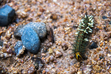 Un bruco nel parco nazionale Podocarpus, Ecuador