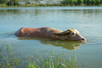 Fototapeta premium White buffalo plays in the lake. Buffalo swimming in the natural pool.